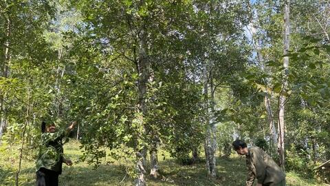 Cao Bằng đẩy mạnh chế biến sâu, mở rộng thị trường cho quế, hồi