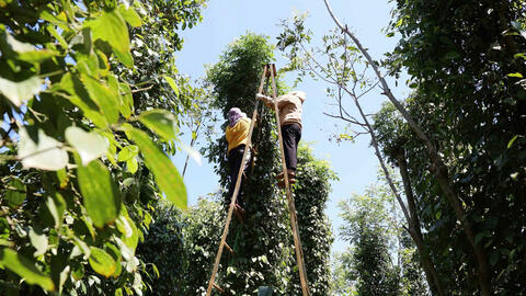 Giá tiêu hôm nay 14/9/2025: Thị trường đứng im
