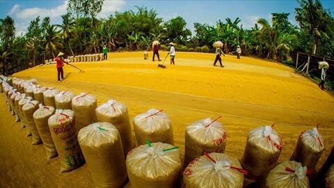 Giá lúa gạo đảo chiều:  Thị trường nào sẽ chiếm ưu thế?