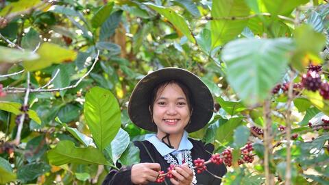 Giá cà phê biến động: Người dân và doanh nghiệp cần lưu ý?