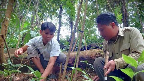 Đà Nẵng: Xã biên giới La Êê thoát nghèo nhờ sâm 7 lá