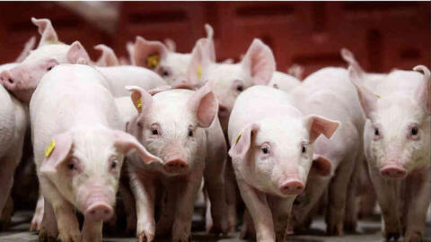 Yếu tố chính chi phối giá heo hơi tại Việt Nam