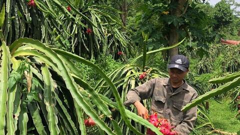 Nông sản vùng cao Bảo Yên vươn ra thị trường nhờ HTX và chuyển đổi số