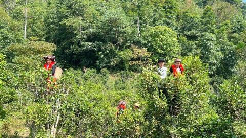 Cây chè Bình An vươn mình nhờ dự án hỗ trợ sinh kế bền vững