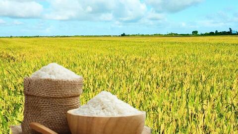 Giá lúa gạo hôm nay ngày 17/10: Thị trường lặng sóng