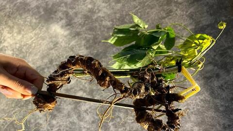 Gỡ “nút thắt” thị trường để sâm Lai Châu thành ngành xuất khẩu chủ lực