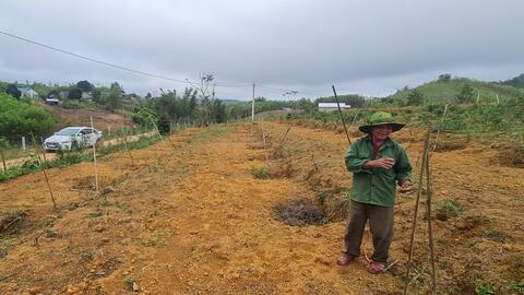 Tháo gỡ khó khăn phát triển cây dược liệu ở A Lưới