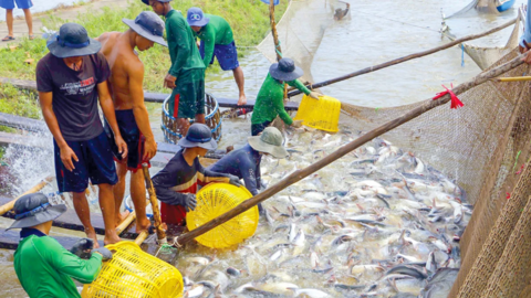 Nâng cao hiệu quả khai thác, nuôi trồng thủy sản 