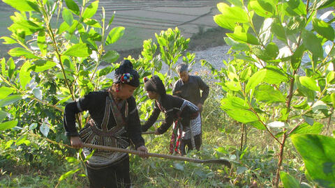 Hiệu quả cao từ chính sách chi trả dịch vụ môi trường rừng