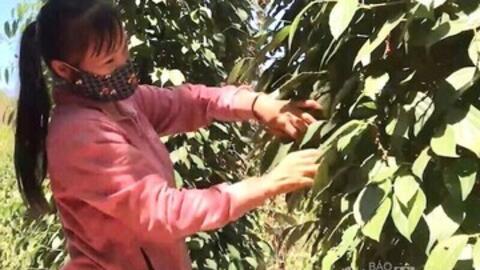 Giá tiêu hôm nay 30/10/2025: Tăng mạnh 1.000 đồng/kg