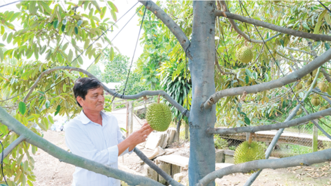 Gia tăng giá trị sản phẩm, phát triển nông nghiệp bền vững 