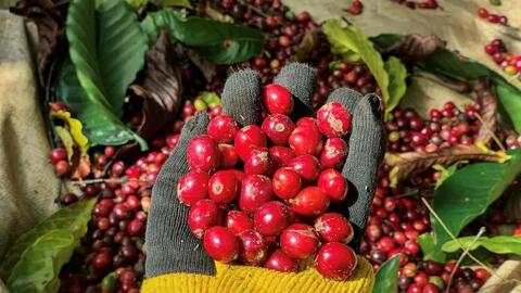 Nông dân Gia Lai phấn khởi vào vụ thu hoạch cà phê