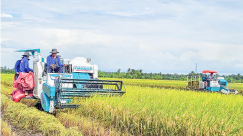 Thắt chặt liên kết giữa nông dân và doanh nghiệp để nâng cao chuỗi giá trị lúa gạo
