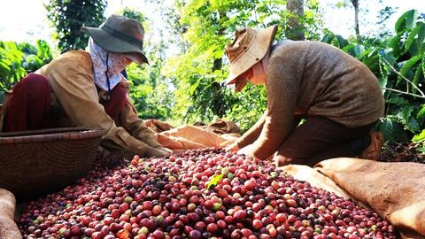 Thiếu hụt nguồn cung tiếp tục đẩy giá cà phê thế giới đi lên