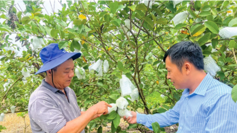 Cần Thơ có 29 hợp tác xã nông nghiệp thành lập mới