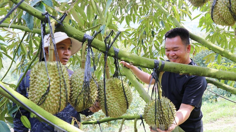 Khánh Hòa: Cây đặc sản vươn mình giữa đại ngàn