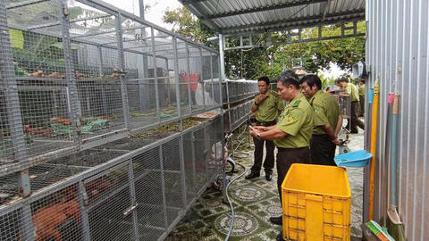 Phát hiện 191 cá thể Rồng Nam Mỹ nuôi trái phép