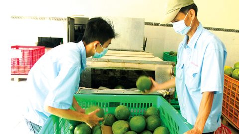 Giá bưởi da xanh giảm 