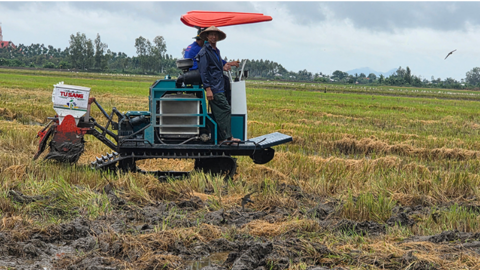 TP Cần Thơ xuống giống hơn 66.390ha lúa đông xuân 