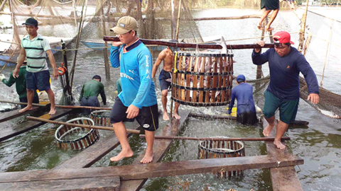 Tổng sản lượng nuôi và khai thác thủy sản đạt 633.018 tấn 