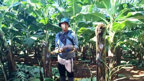 Gia Lai nỗ lực vực dậy vùng cây xuất khẩu sau bão số 13