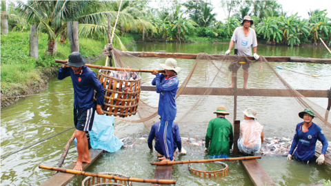 Nâng cao năng lực phòng, chống dịch bệnh trong nuôi trồng thủy sản 