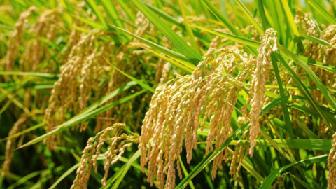 ĐBSCL đối mặt nhiều nguy cơ dịch hại vụ Thu Đông 