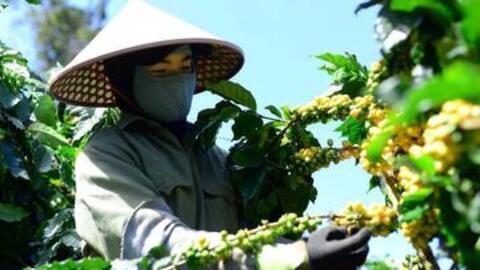 Giá cà phê hôm nay 18/11/2025: Giảm nhẹ ở Lâm Đồng