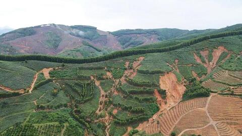 Đắk Lắk: Hơn 1.000 ha trồng dứa của 1 xã có nguy cơ bị 'xóa sổ' do mưa lớn