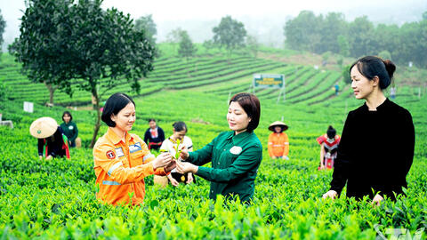 Chè hoa - Hương của nắng, vị của tâm