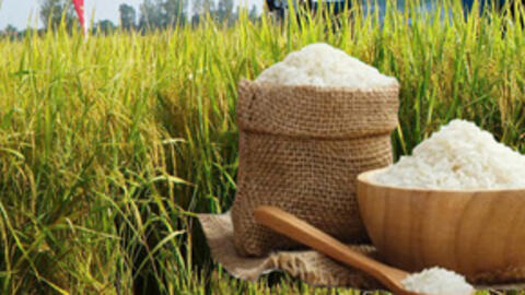 Giá lúa gạo hôm nay ngày 20/11: Gạo bình ổn, lúa tươi chững giá