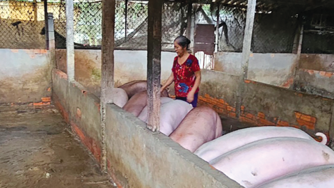 Tích cực hỗ trợ người dân phát triển chăn nuôi 