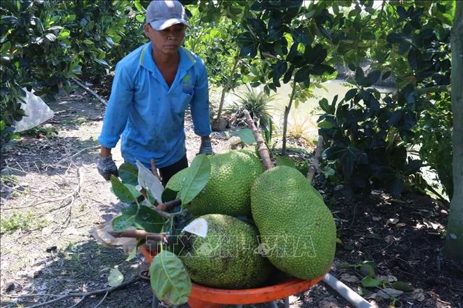 Việt Nam - Trung Quốc ký Nghị định thư về xuất khẩu mít tươi 