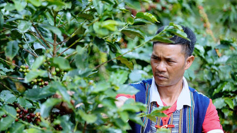 Đồng bào K’Ho gây dựng thương hiệu cà phê OCOP bên sườn núi Chư Mui