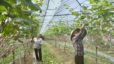 Mô hình trồng nho Sông Lô: tạo sinh kế bền vững, hút khách trải nghiệm