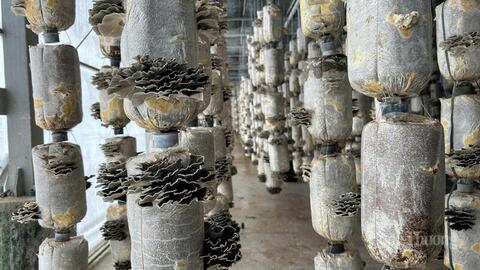 Ngành nấm Đắk Lắk trước cơ hội bứt phá từ nhu cầu thị trường