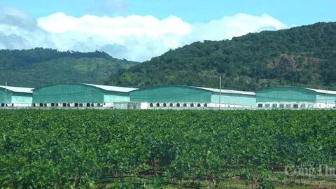 Gia Lai: Tái cơ cấu nông sản theo hướng thị trường