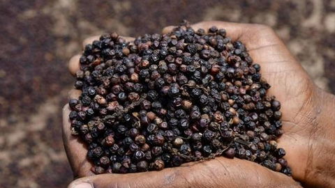 Xuất khẩu cà phê, hồ tiêu: Tăng tốc nhờ xuất xứ hàng hóa và chất lượng