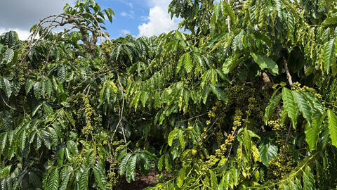 Giá cà phê hôm nay 20/12/2025: Tiếp tục giảm nhẹ