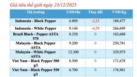 Giá tiêu hôm nay 23/12/2025: Tăng nhẹ 500 đồng/kg