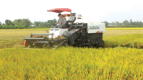 Mô hình cánh đồng lớn sản xuất lúa cho lợi nhuận cao 