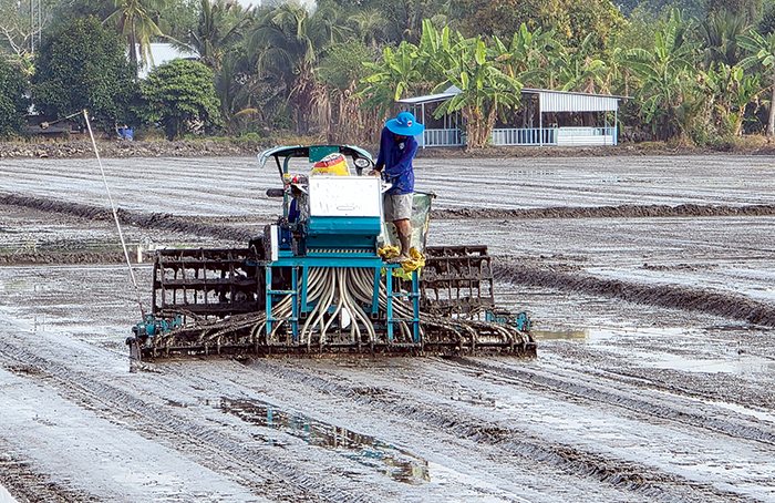 Nâng cao hiệu quả sử dụng phân bón trong sản xuất lúa 