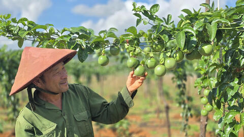 Xuất khẩu nông sản: Những tín hiệu tích cực từ thị trường EU