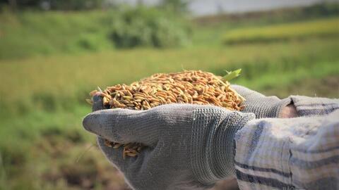 Xuất khẩu gạo: Xoay trục từ 'bán nhiều' sang 'bán giá trị'