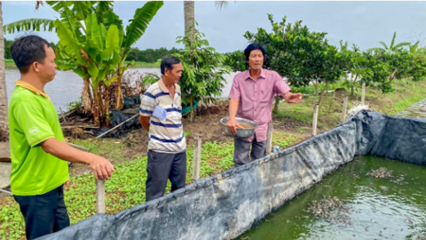 Triển vọng từ mô hình nuôi ếch theo tiêu chuẩn VietGAP