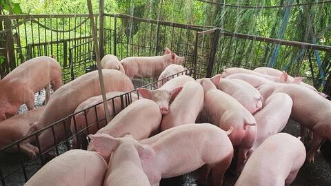 Giá heo hơi hôm nay 31/12: Miền Nam tăng tới 2.000 đồng, miền Bắc giữ mốc 69.000 đồng/kg