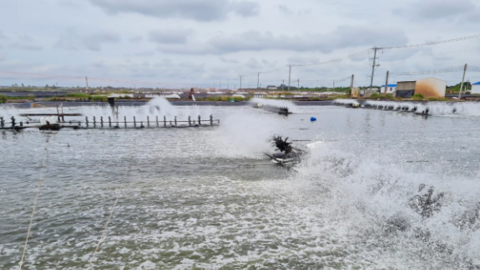 Hoạt động nuôi trồng, khai thác thủy sản đạt nhiều hiệu quả