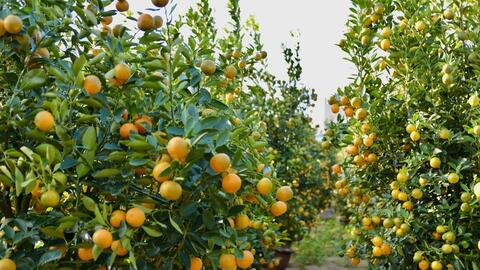 Đà Nẵng: Quất cảnh Hội An Tây nhộn nhịp chuẩn bị vụ Tết