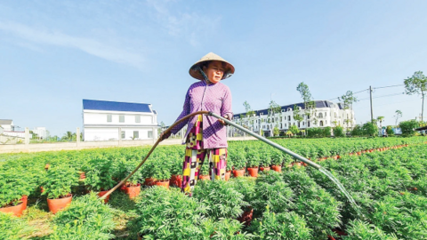 Tất bật chuẩn bị nông sản, hoa kiểng phục vụ Tết 