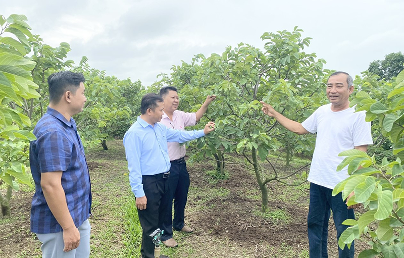 Đầu tư cây na Thái, vườn mai, cho thu nhập khá 